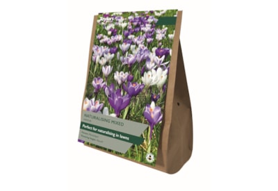 Taylors Crocus Naturalising Mixed 40's Taylors Crocus Naturalising Mixed 40's