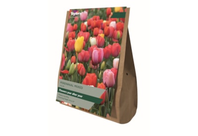 Taylors Tulip Perennial Mixed 15's Taylors Tulip Perennial Mixed 15's