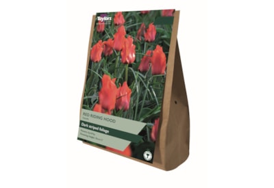 Taylors Red Riding Hood Tulips 25s Taylors Red Riding Hood Tulips 25s