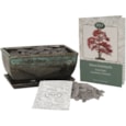Bees Bonsai Growing Kit Sweet Gum Bees Bonsai Growing Kit Sweet Gum