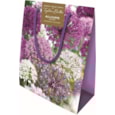 Taylors Allium Bulb Gift Bag Taylors Allium Bulb Gift Bag