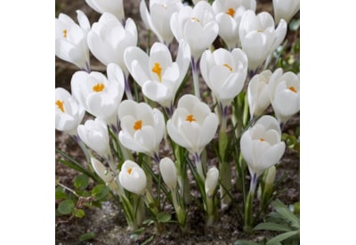 Taylors Crocus Ice Queen 25s Taylors Crocus Ice Queen 25s