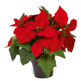 Premier Red Potted Poinsettia 27cm (DF135112R)