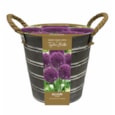 Taylors Metal Bucket Allium Taylors Metal Bucket Allium