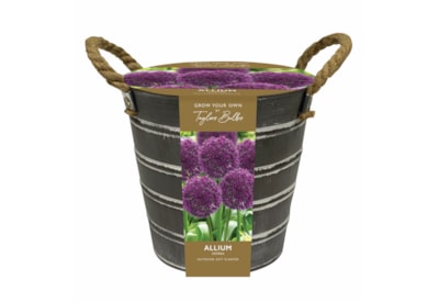 Taylors Metal Bucket Allium Taylors Metal Bucket Allium