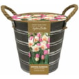 Taylors Metal Bucket Narcissi & Tulip (EB151)