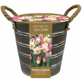 Taylors Metal Bucket Narcissi & Tulip (EB151)