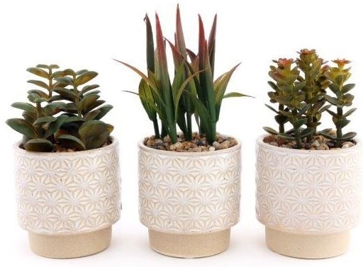 Sifcon Succulent In Natural Pot 17cm (FL1214)