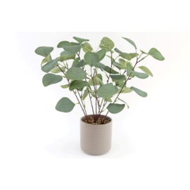 Sifcon Eucalyptus In Grey Pot 35cm (FL1215)