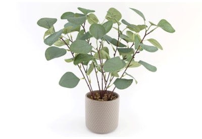 Sifcon Eucalyptus In Grey Pot 35cm (FL1215)