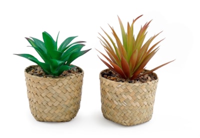 Sifcon Succulent Grass Pot 8.5x16 (FL1295)