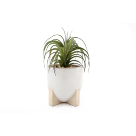 Sifcon Succulent In Ceramic Pot 20cm (MN0021)