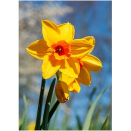 Taylors Narcissus Fortune 15s (EVRO)