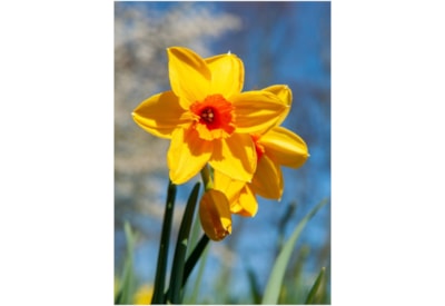 Taylors Narcissus Fortune 15s (EVRO)