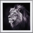 Photo Art Lion Glass Black & White (PT4127)