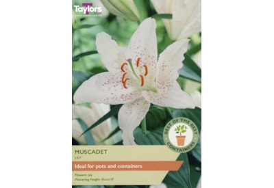 Taylors Lily Muscadet 3's Taylors Lily Muscadet 3's