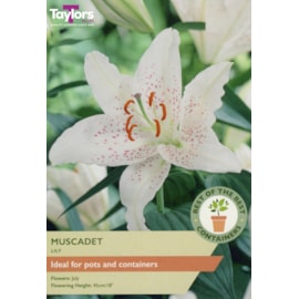 Taylors Lily Muscadet 3's