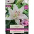 Taylors Lily Muscadet 3's