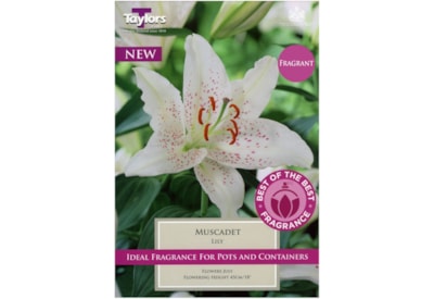 Taylors Lily Muscadet 3's