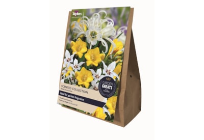 Taylors Greats Scented 50s Taylors Greats Scented 50s