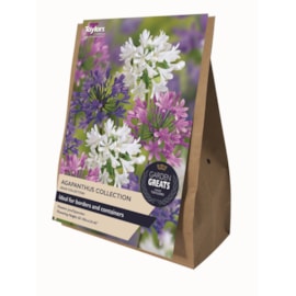 Taylors Greats Agapanthus 3's Taylors Greats Agapanthus 3's
