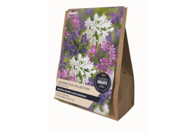 Taylors Greats Agapanthus 3's Taylors Greats Agapanthus 3's