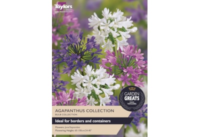 Taylors Greats Agapanthus 3's Taylors Greats Agapanthus 3's