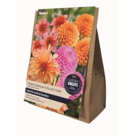 Taylors Greats Peach Dalia 4's