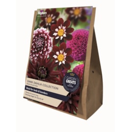 Taylors Dark Dahlia Collection 4's Taylors Dark Dahlia Collection 4's