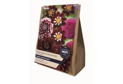 Taylors Dark Dahlia Collection 4's Taylors Dark Dahlia Collection 4's