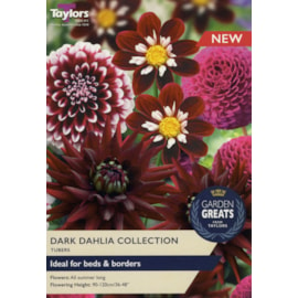 Taylors Dark Dahlia Collection 4's (SV315)