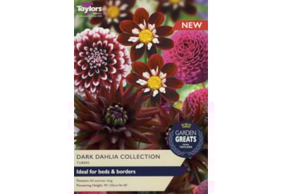 Taylors Dark Dahlia Collection 4's