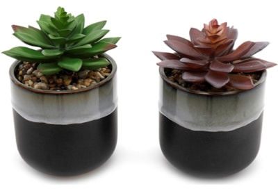 Sifcon Synergy Succulent Grey 8x13cm Sifcon Synergy Succulent Grey 8x13cm