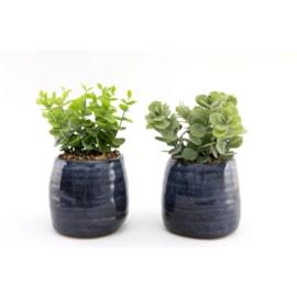 Sifcon Synergy Succulent 12x22 Sifcon Synergy Succulent 12x22