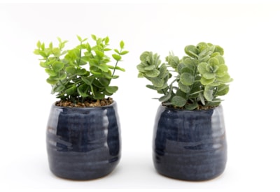 Sifcon Synergy Succulent 12x22 Sifcon Synergy Succulent 12x22