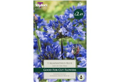 Taylors Agapanthus Blue (XL562)