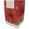 Taylors Amaryllis Kit Red Velvet Taylors Amaryllis Kit Red Velvet