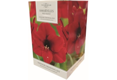 Taylors Amaryllis Kit Red Velvet Taylors Amaryllis Kit Red Velvet