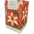 Taylors Amaryllis Kit Christmas Star Taylors Amaryllis Kit Christmas Star