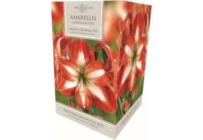 Taylors Amaryllis Kit Christmas Star Taylors Amaryllis Kit Christmas Star