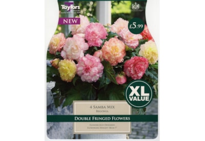 Taylors Begonia Samba Mixed Taylors Begonia Samba Mixed