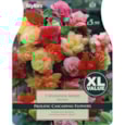 Taylors Begonia Splendide Mixed Taylors Begonia Splendide Mixed