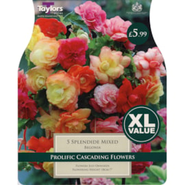 Taylors Begonia Splendide Mixed (XL524)