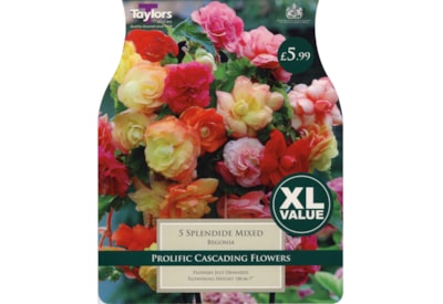 Taylors Begonia Splendide Mixed (XL524)