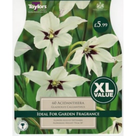 Taylors Gladiolus Calliantus Taylors Gladiolus Calliantus