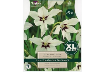 Taylors Gladiolus Calliantus Taylors Gladiolus Calliantus