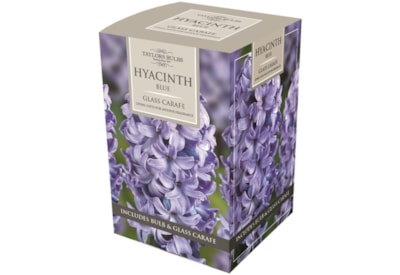 Taylors Hyacinth Glass Carafe Taylors Hyacinth Glass Carafe