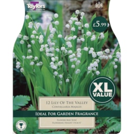 Taylors Lily Of The Valley (XL585)