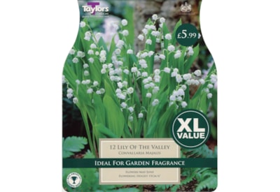 Taylors Lily Of The Valley (XL585)