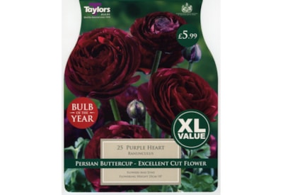 Taylors Ranunculus Purple Heart (XL786)
